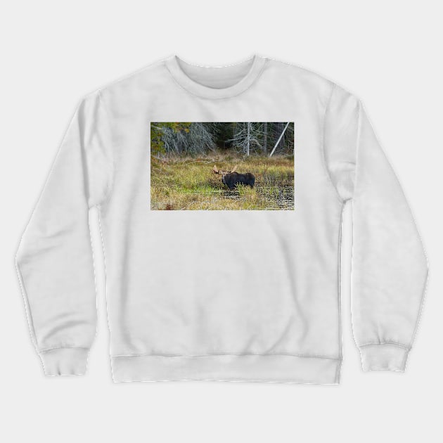 Bull Moose, Algonquin Park Crewneck Sweatshirt by Jim Cumming